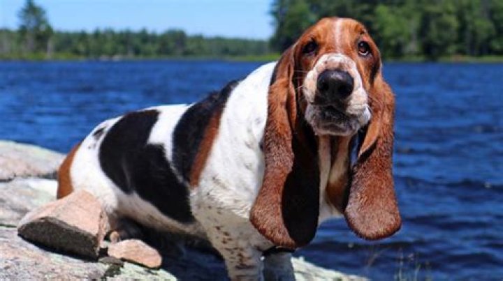 Dean The Basset